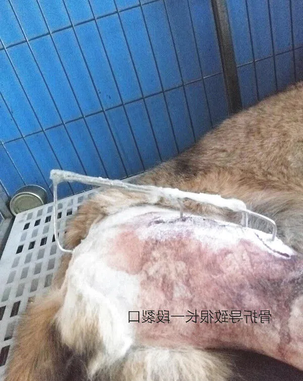 犬几种病例的伤口处理