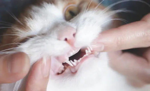 猫咪换牙的注意事项