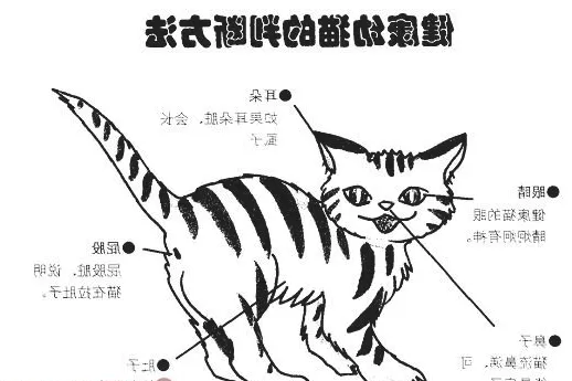 让你与爱猫零距离接触