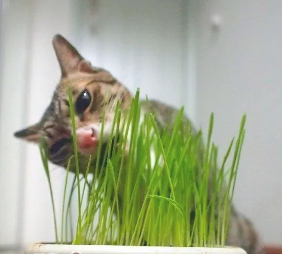 教你种植猫草的三个办法