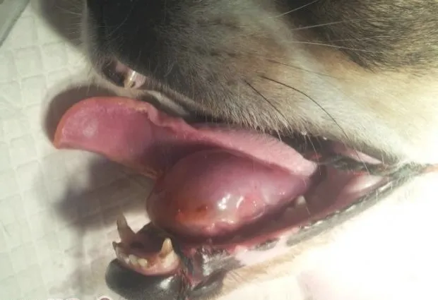 犬舌下囊肿的诊治