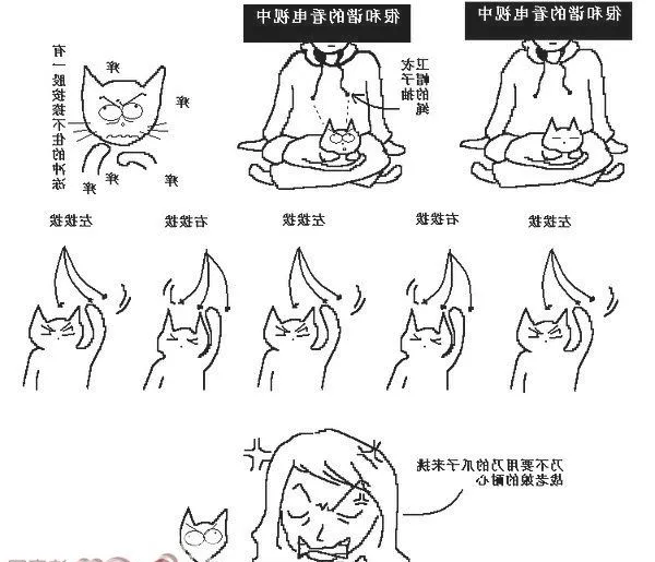 猫咪行为图解:养过猫的都懂 