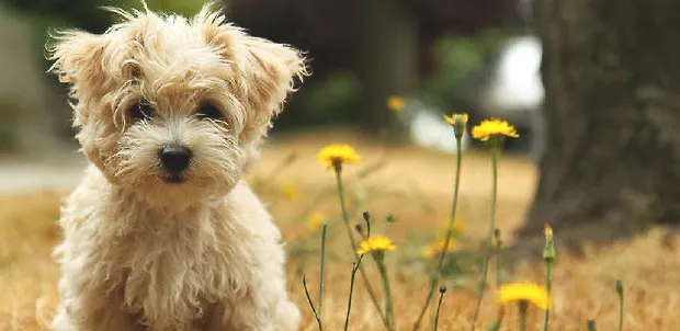 犬外耳炎如何治疗？狗狗外耳炎如何预防