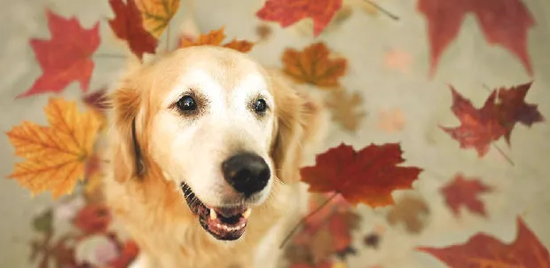 犬骨炎的病因与防范措施