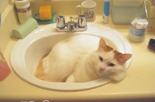猫咪吃卫生纸的原因分析