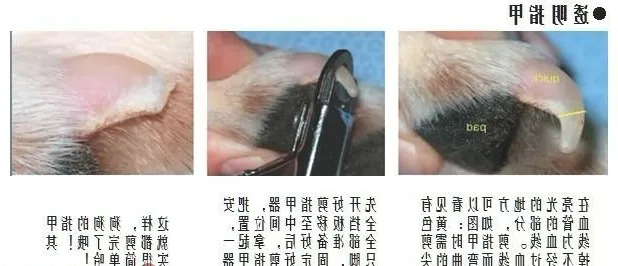 让猫咪自愿剪指甲的小妙招