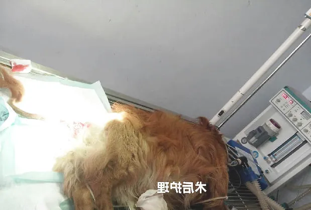 犬的肛周疾病