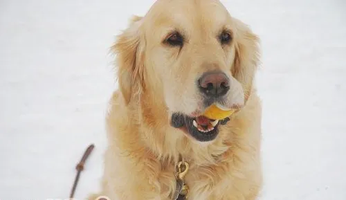 判断金毛犬是否怀孕的方法