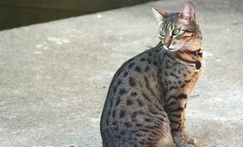 埃及猫的喂食要求