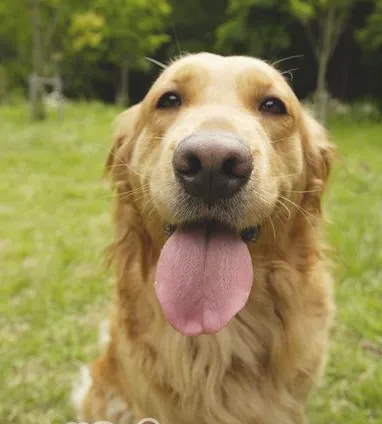 犬的乳头瘤病毒介绍和治疗