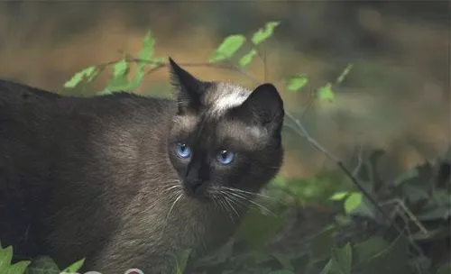 猫咪和老鼠能否共处一室