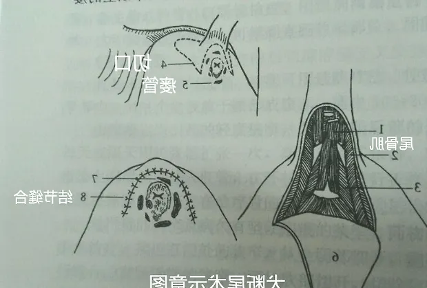 犬的肛周疾病