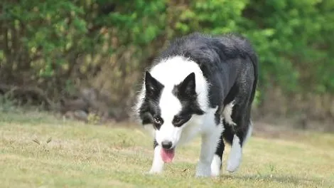 你家的边境牧羊犬会乱咬东西吗?