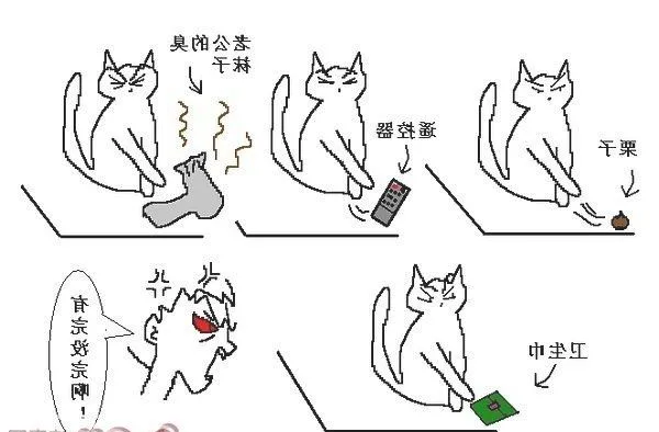 猫咪行为图解:养过猫的都懂 