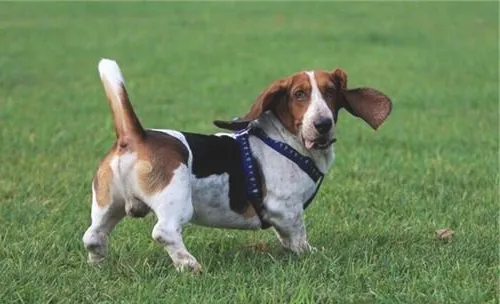 犬破伤风的症状有哪些