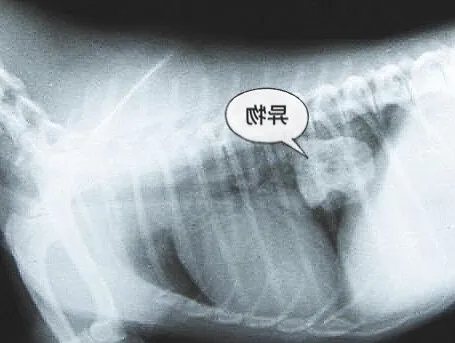  犬食道梗阻病例分析