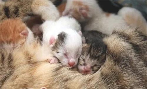 新生猫假死如何救治