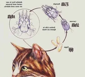 春季易引发猫咪寄生虫病