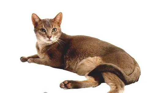 阿比西尼亚猫品种简介