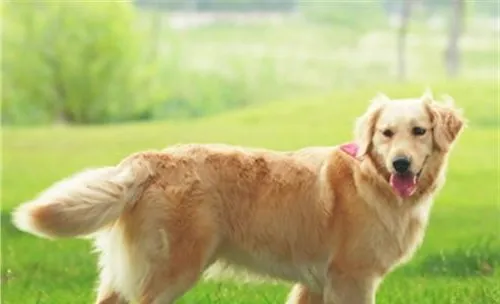 犬髋关节发育不良的X线诊断方法