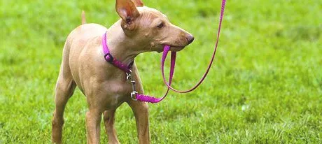狗狗喜欢咬牵引绳怎么办