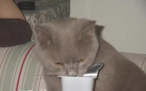 猫咪可以喝酸奶吗？