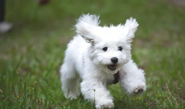 比熊犬注射疫苗时间表及注射疫苗名称说明