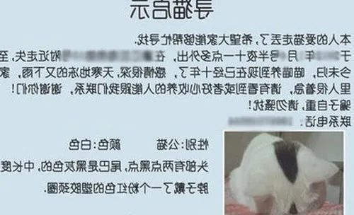 猫咪走丢怎么办