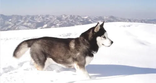 阿拉斯加雪橇犬生病的预兆