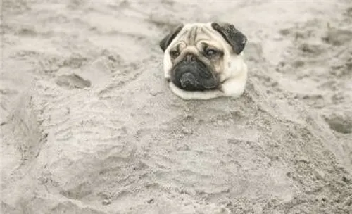 犬传染性肝炎的防治要点