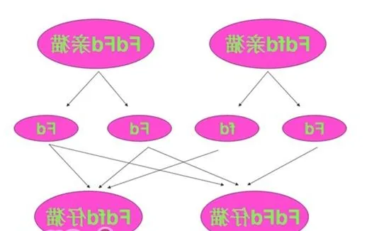 折耳猫尾巴粗短僵硬是遗传病导致的