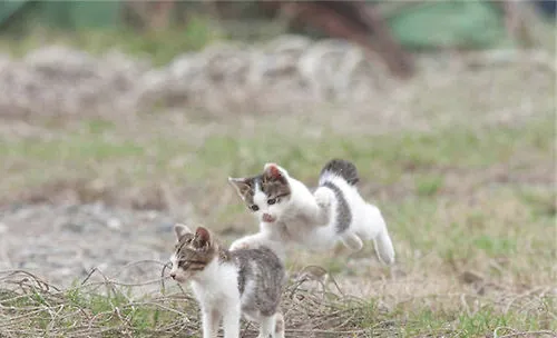 猫咪会用哪些方式确定领地？