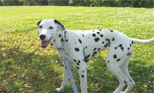 犬螨虫病的治疗原则