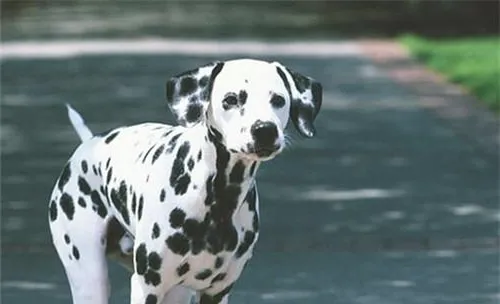 犬食道梗阻的治疗原则