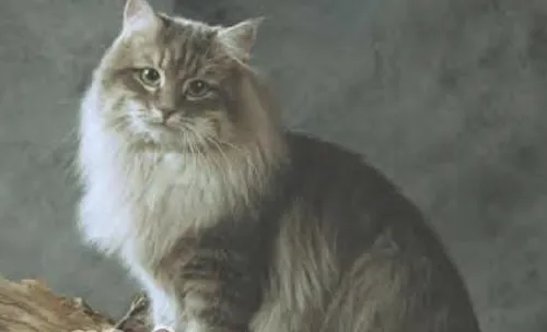 西伯利亚森林猫的品种简介