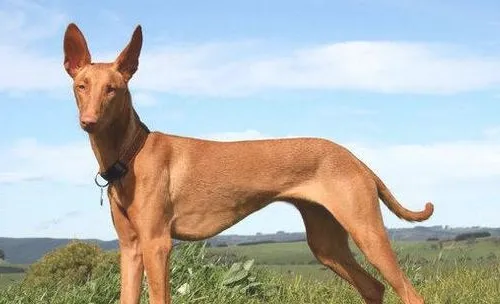 犬免疫介导性血小板减少症有何症状