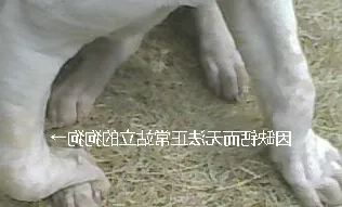 狗狗缺钙了怎么办