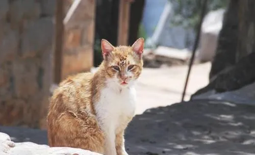 褴褛猫的养护知识