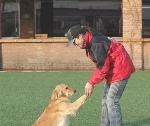狗狗为什么那么容易就学会握手