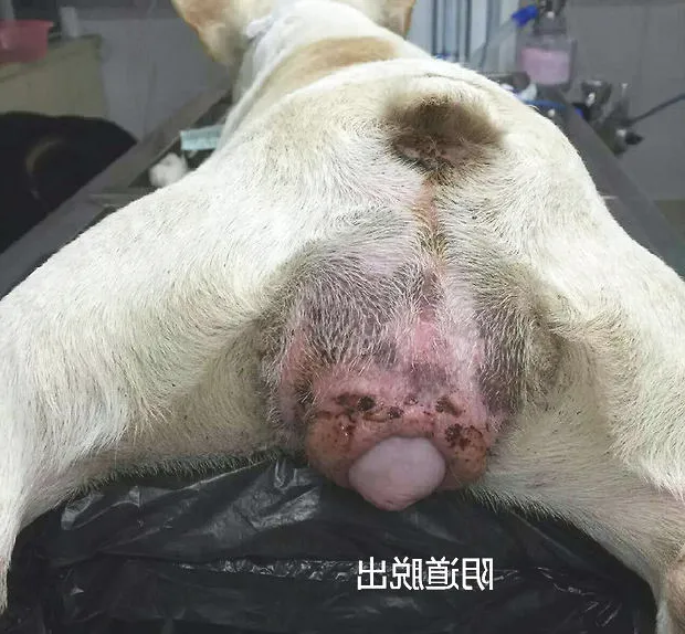 犬常见的外科内科疾病（二）