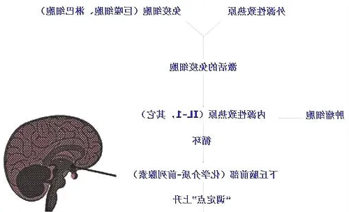 猫咪的无名高热及体温调节（一）