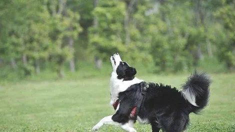 训练边境牧羊犬叼飞盘很困难吗？