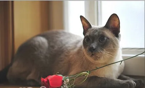 如何训练猫咪犯错后记住错误