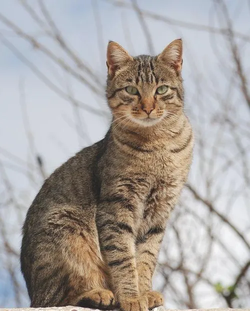 如何紧急救治昏迷的猫咪