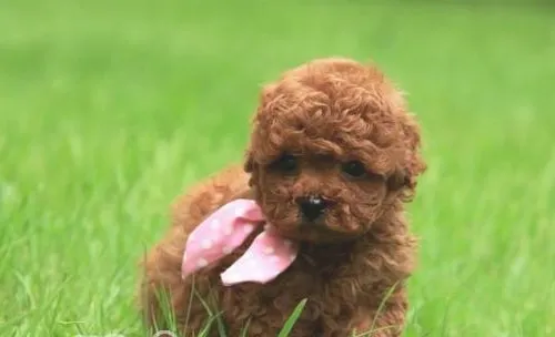 幼犬社会化：应做的事及不应做的事