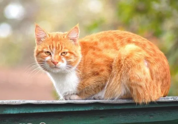 营养不良可导致猫咪流产