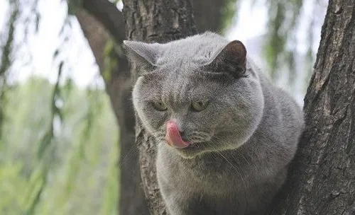 猫传染性贫血的症状有哪些