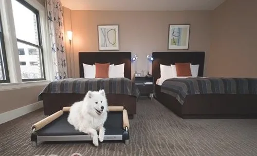 如何阻止狗狗往床上爬