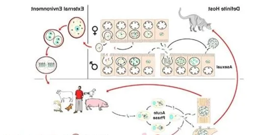 猫弓形虫的诊治
