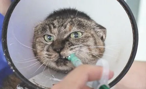 【医疗攻略】猫狗经口给药方法